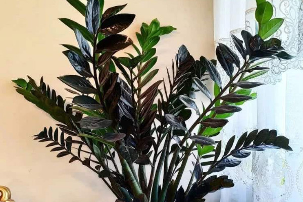 金錢樹移栽應(yīng)注意事項