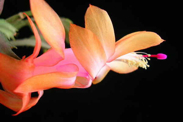 蟹爪蘭葉子發(fā)紅為什么