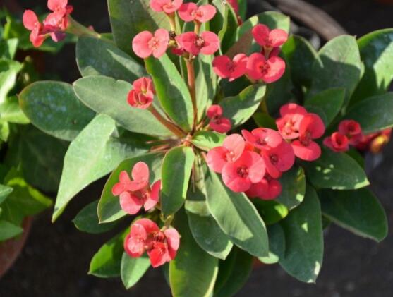 虎刺梅扦插方法，教你五個步驟扦插爆盆