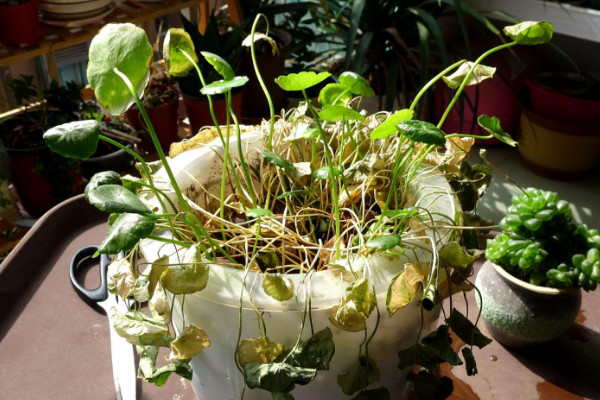 銅錢草冬天怎么養(yǎng)