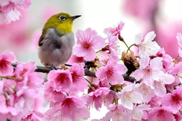 櫻花春天還是冬天開(kāi)