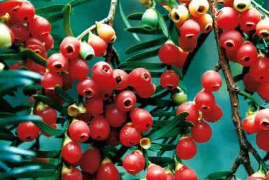 紅豆杉用什么土栽培好，疏松透氣、保水保肥