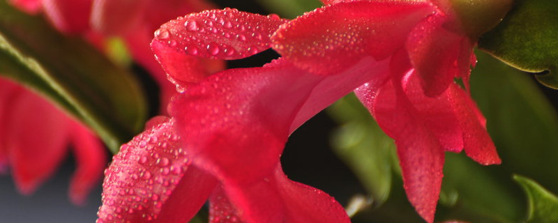 蟹爪蘭怎么養(yǎng)才能開(kāi)花不斷