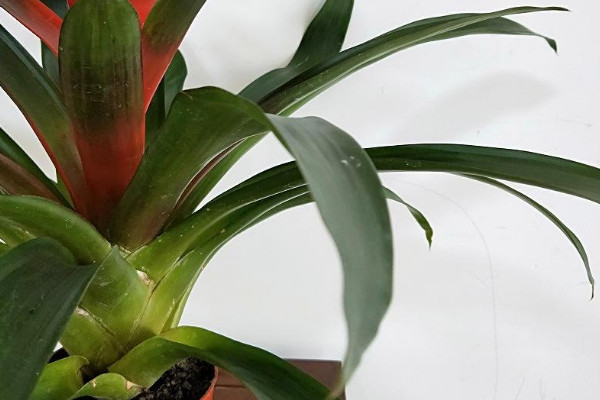 鴻運(yùn)當(dāng)頭養(yǎng)幾顆好