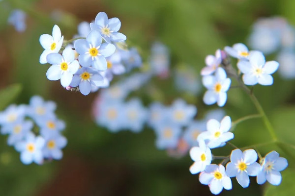 勿忘我冬天會(huì)死嗎