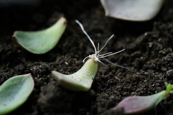 寶石花怎樣用葉子繁殖，寶石紅葉子繁殖5大要點(diǎn)