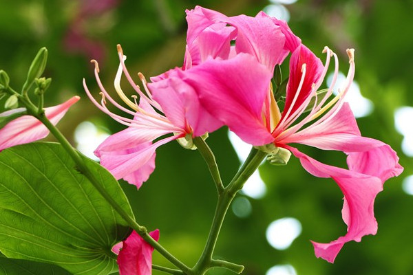 紫荊花什么季節(jié)移栽