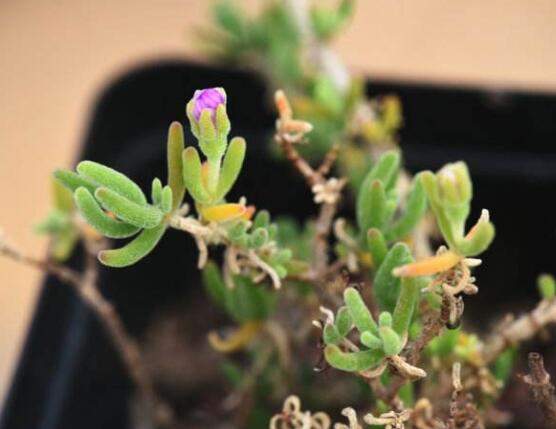 碧光環(huán)和枝干番杏的區(qū)別，教你兩種最直觀分辨方法