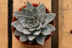 寶石花怎樣用葉子繁殖，寶石紅葉子繁殖5大要點(diǎn)