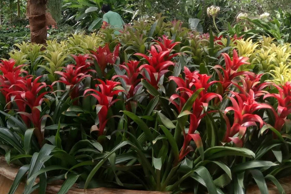 鴻運(yùn)當(dāng)頭什么時(shí)候分栽