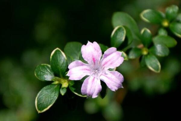 六月雪適合室內(nèi)養(yǎng)殖嗎，做好通風(fēng)可以養(yǎng)在室內(nèi)