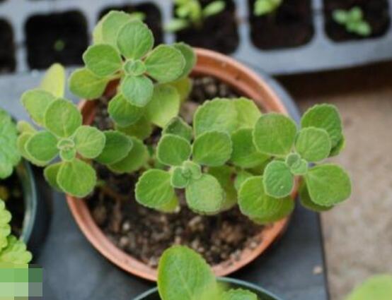 碰碰香木質(zhì)化怎么辦，只需要立馬重新進(jìn)行扦插繁殖