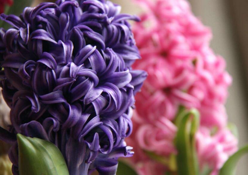 風(fēng)信子土培的養(yǎng)殖方法，要從土壤等5個(gè)方面注意