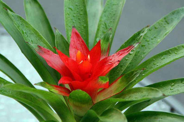 鴻運(yùn)當(dāng)頭秋季怎么養(yǎng)