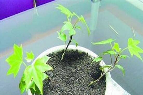 常春藤怎么扦插，做好六大要點(diǎn)存活率百分百