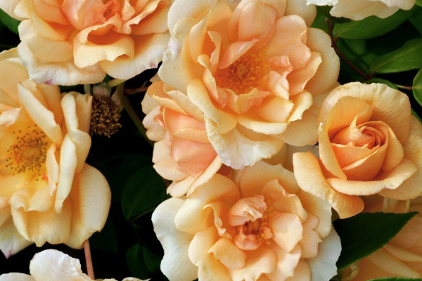 薔薇花會(huì)自己爬墻么