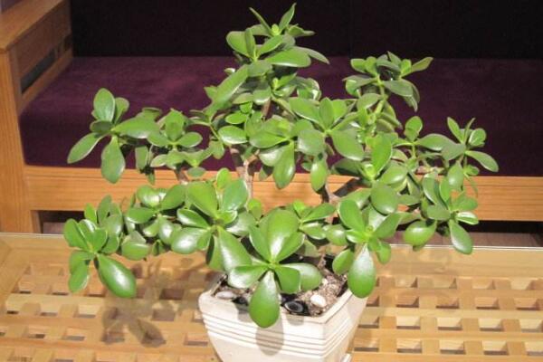 玉樹葉子發(fā)黃的處理方法，四種原因以及處理方法