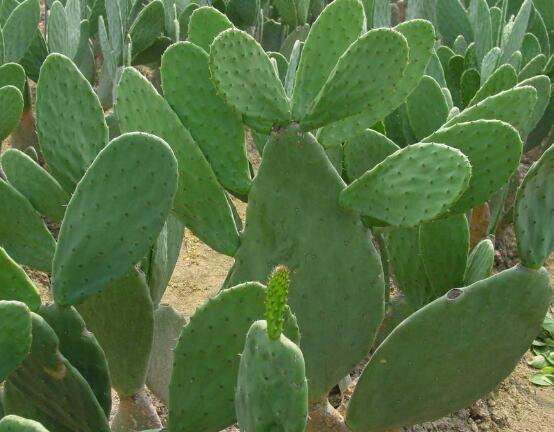 仙人掌的藥用價(jià)值，盤(pán)點(diǎn)仙人掌八大藥用療效
