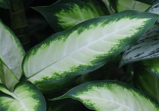 厚葉萬年青有毒嗎，誤食致人聲帶變啞、胃腸腫痛