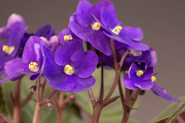 紫羅蘭沒根可以水養(yǎng)嗎