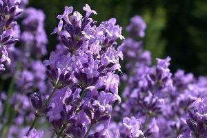 薰衣草施什么肥好，薰衣草施肥方法