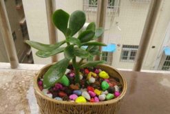 如何養(yǎng)燕子掌，養(yǎng)好燕子掌必須要掌握的技巧