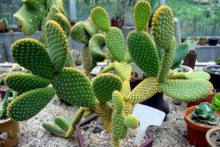 仙人球和仙人掌的區(qū)別，是同一科屬的兩個不同的品種