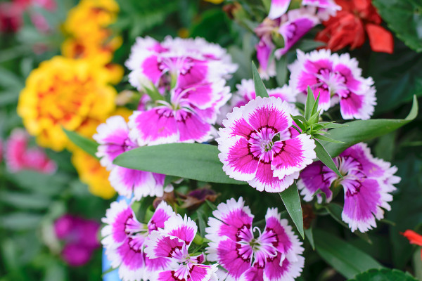 康乃馨種子的養(yǎng)殖方法和注意事項