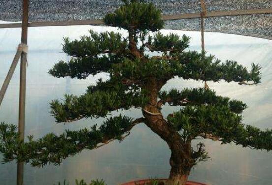 羅漢松造型最佳時間，每年7-8月份最好(生長旺盛期)