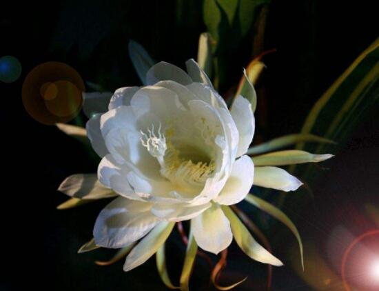 曇花爛根了要怎么辦，及時修剪腐爛根系/做好傷口消毒