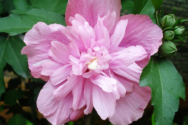 芙蓉花如何換盆澆水養(yǎng)護(hù)