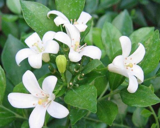 七里香和九里香的區(qū)別，教你三種區(qū)別方法(形態(tài)/生長(zhǎng)/作用)