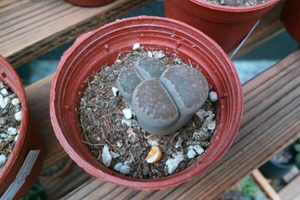 生石花需要修根嗎，建議在每年換土的時(shí)候修根