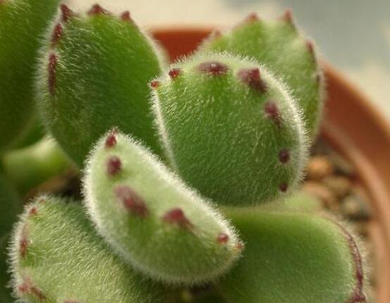 熊童子怎么養(yǎng)出紅爪子，保持足夠光照/做好澆水施肥