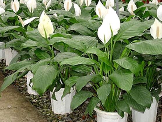 一帆風(fēng)順?biāo)B(yǎng)還是土養(yǎng)，土養(yǎng)最為合適(水養(yǎng)易爛根)