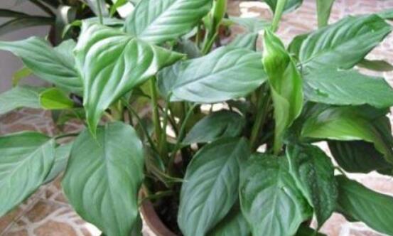 萬年青的象征意義，象征著健康長(zhǎng)壽，福如東海