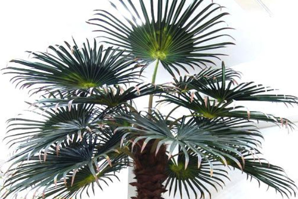 棕櫚樹(shù)的寓意及花語(yǔ)