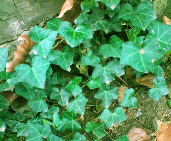 常春藤葉片干枯怎么辦，四種原因以及解決方法