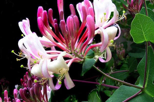 金銀花開(kāi)花后要修剪嗎