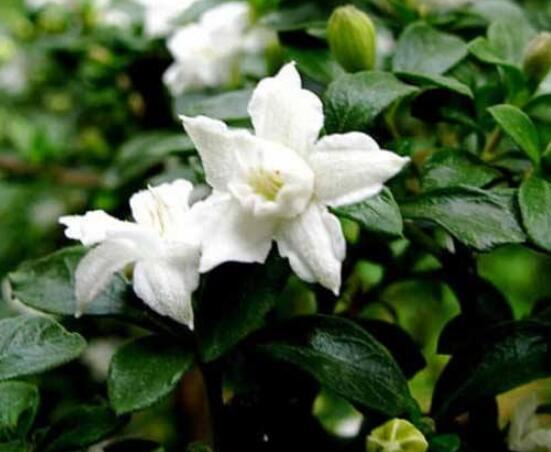 六月雪如何養(yǎng)，老農(nóng)總結(jié)最實用六大基本養(yǎng)殖方法