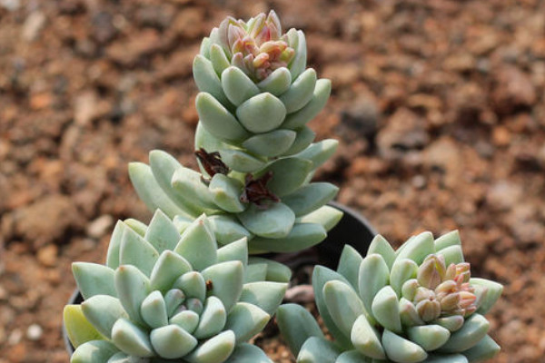 千佛手和樹冰的區(qū)別