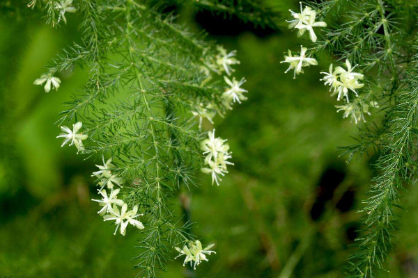 文竹為什么長(zhǎng)藤，正常生長(zhǎng)發(fā)育的過程