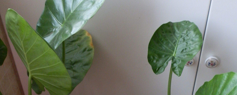 滴水觀音有多少個(gè)品種