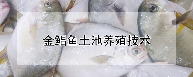 金鯧魚土池養(yǎng)殖技術(shù)