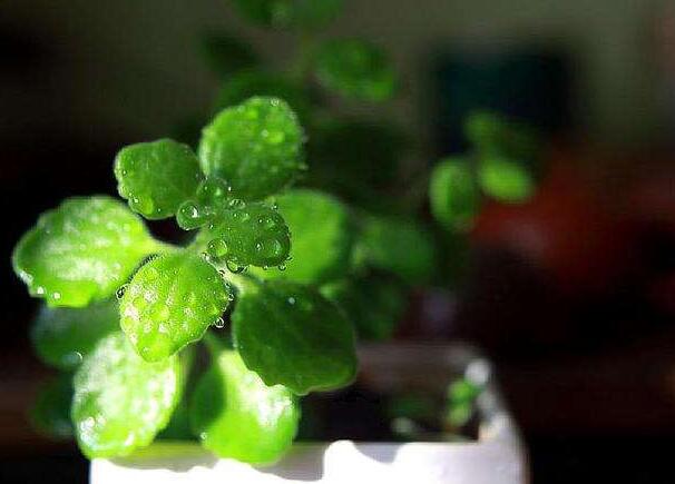 碰碰香花有毒嗎，不光沒毒并且還有很大的作用