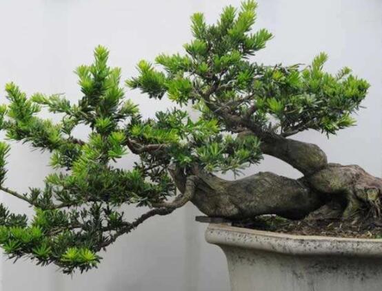 羅漢松種在什么位置好，盤點(diǎn)最佳三個(gè)方位(兩儀/三才/四象)