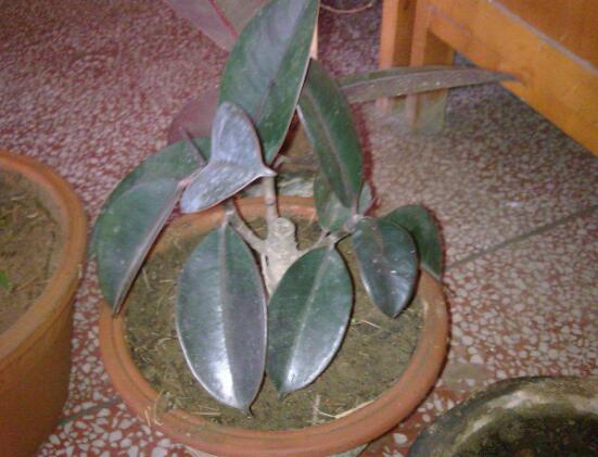 橡皮樹的扦插方法，做好四大步驟成活率百分百