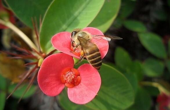 盆栽虎刺梅的養(yǎng)殖方法，施肥澆水頭頭要顧到