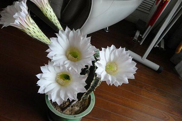 仙人球花和曇花的區(qū)別，顏色、大小、花瓣都可以進(jìn)行區(qū)分