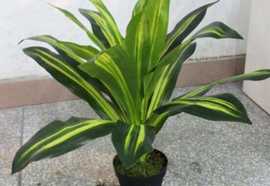 欣賞好看的萬(wàn)年青圖片，枝葉青翠、紅如珊瑚、艷似瑪瑙